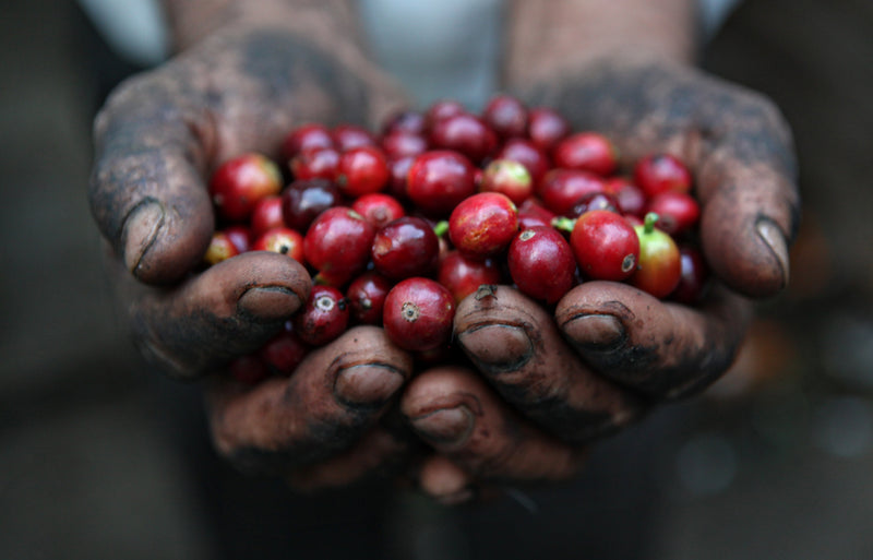 Coffee Processing Methods - How do they differ?