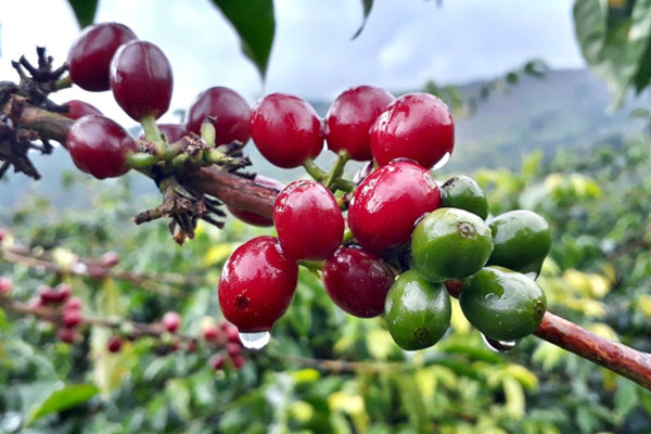 Colombia - Dulima - Washed