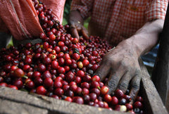 Costa Rica - Hermanos Aguilera Geisha - Yellow Honey