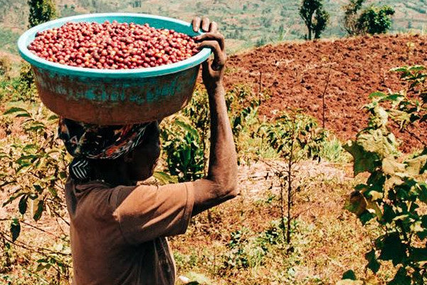 Rwanda - Kirunga - Natural