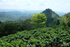 Nicaragua - Finca La Pavona - Washed