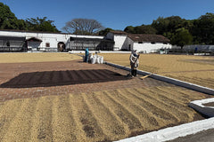 El Salvador - Santa Ana - Washed