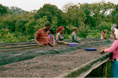 Ethiopia - Guji Hambela - Slow Dry Natural