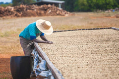 Brazil -  Fazenda Sao Lucas - Natural - Direct Trade