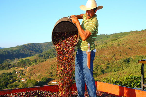 Colombia - Villamaria - Natural Sugarcane Decaffeinated