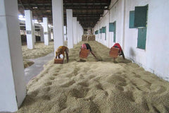 India – Karnataka Highlands – Monsooned Malabar