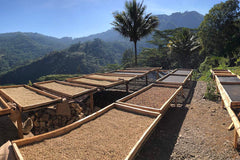Timor-Leste – Parami – Natural